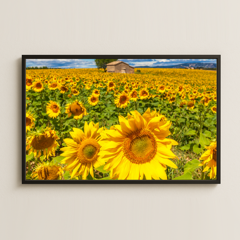 Ayçiçeği Tarlası Manzara Fotoğrafı Pleksi Tablo