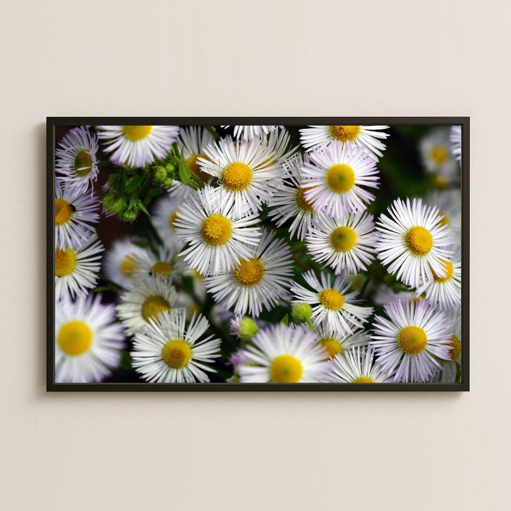 Beyaz Papatya Çiçekleri Doğal Fotoğraf Pleksi Tablo