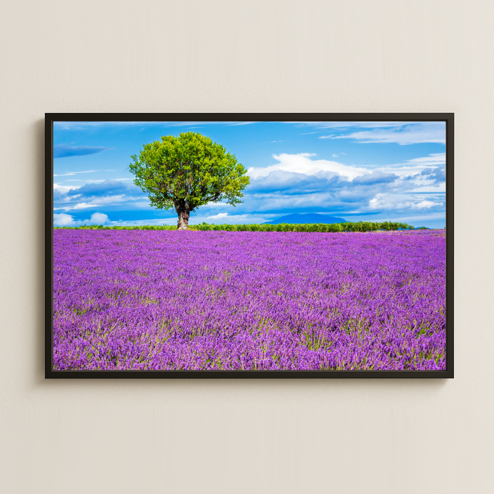 Lavanta Tarlası ve Yalnız Ağaç Manzara Dijital Fotoğraf Pleksi Tablo