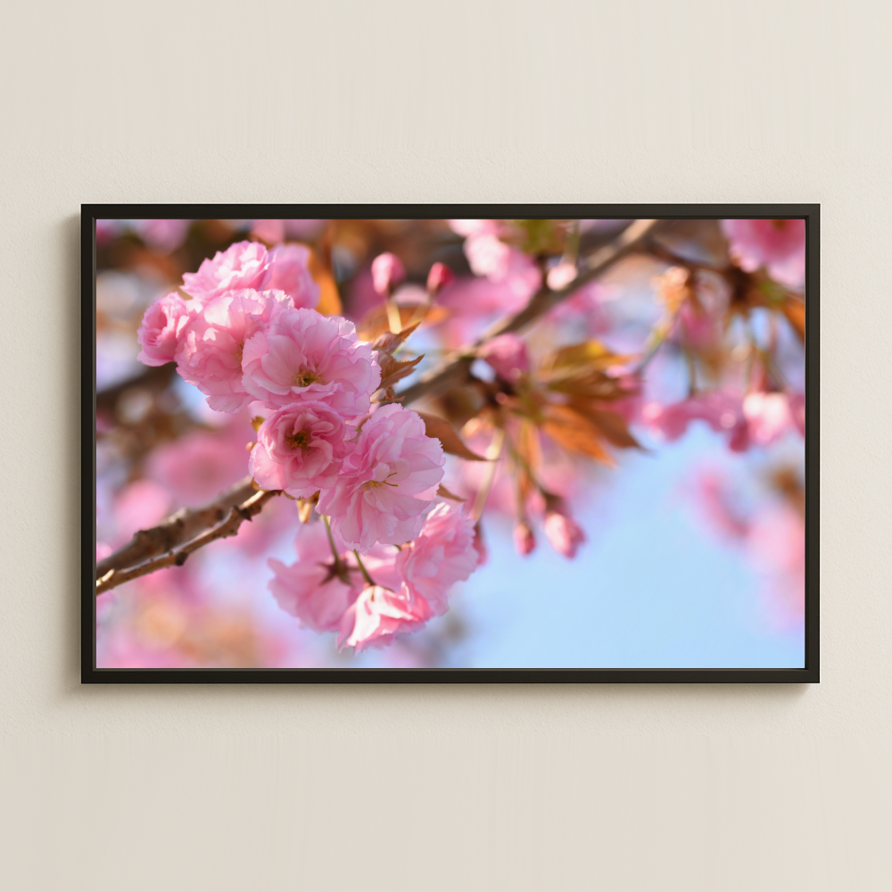 Pembe Sakura Çiçekleri Yakın Plan Fotoğraf Pleksi Tablo